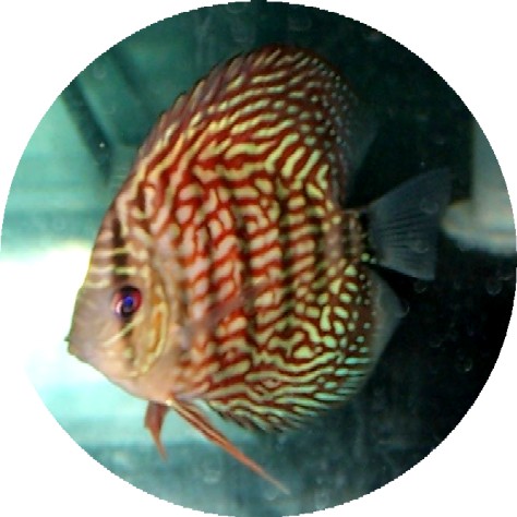 Red Turquoise Discus Fish 2.5 inch